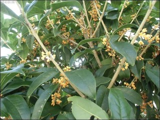 s-CIMG0361.jpg
