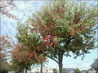 s-CIMG0431.jpg