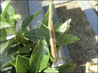 s-CIMG1352.jpg