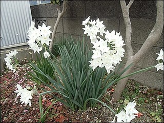 s-CIMG8340.jpg