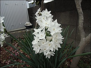 s-CIMG8341.jpg