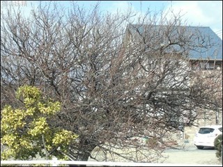 s-CIMG8459.jpg