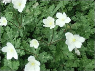 s-CIMG9074.jpg