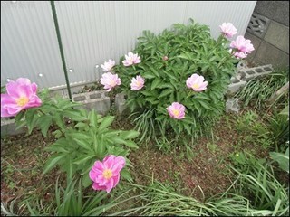 s-CIMG9308.jpg