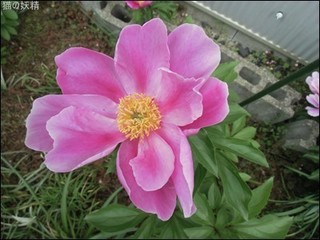 s-CIMG9309.jpg