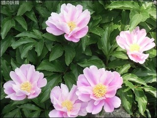 s-CIMG9313.jpg