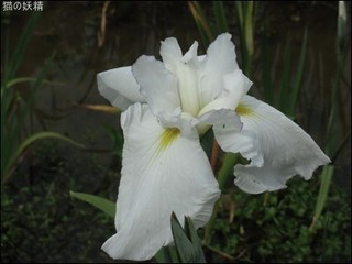 s-CIMG9586.jpg