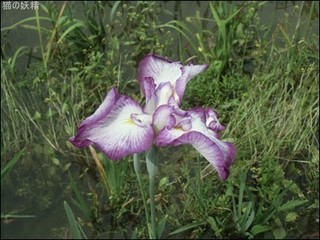 s-CIMG9597.jpg