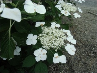 s-CIMG9710.jpg