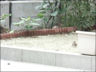 s-CIMG9785.jpg