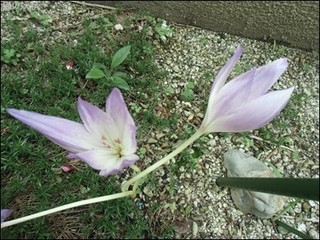 s-CIMG9854.jpg