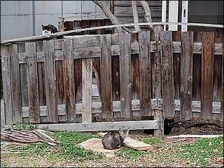 s-DSCF0413.jpg