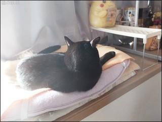s-DSCF0529.jpg