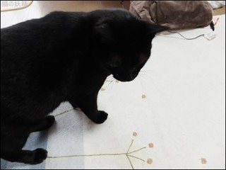 s-DSCF0676.jpg