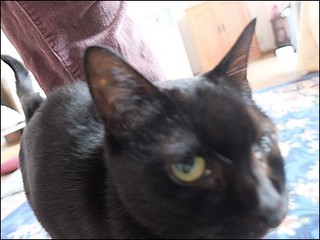 s-DSCF0968.jpg