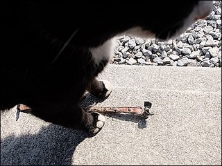 s-DSCF0991.jpg