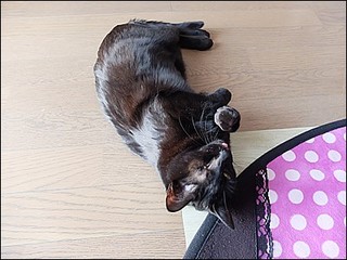 s-DSCF1114.jpg