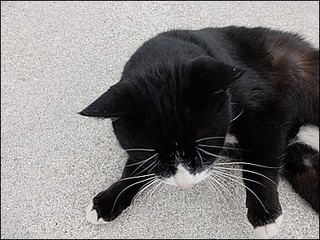 s-DSCF1150.jpg