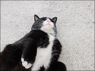 s-DSCF1153.jpg