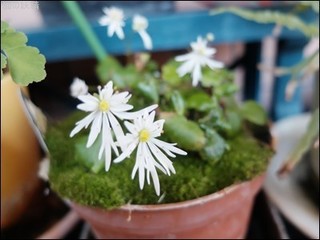 s-DSCF1262.jpg