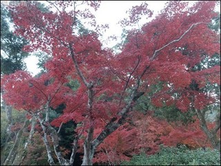 s-DSCF1330.jpg