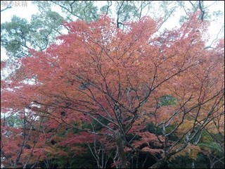 s-DSCF1334.jpg