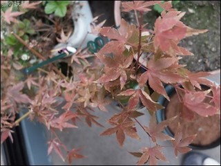 s-DSCF1427.jpg