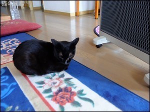 s-DSCF1515.jpg