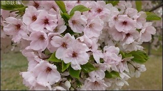 s-DSCF1593.jpg