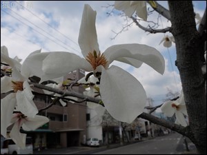 s-DSCF1656.jpg