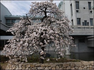 s-DSCF1836.jpg