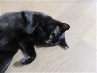 s-DSCF1868.jpg