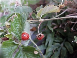s-DSCF2062.jpg