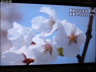 s-DSCF2087.jpg