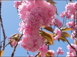 s-DSCF2193.jpg