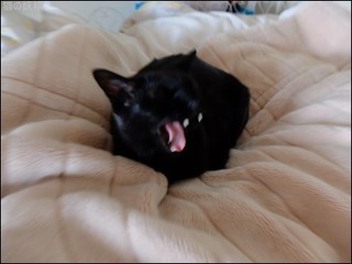 s-DSCF2293.jpg