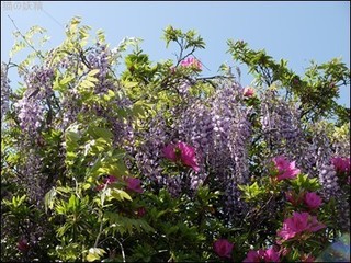 s-DSCF2305.jpg