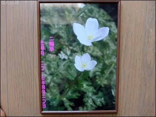 s-DSCF2387.jpg