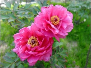 s-DSCF2404.jpg