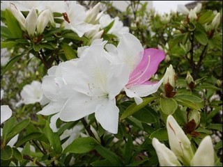 s-DSCF2408.jpg