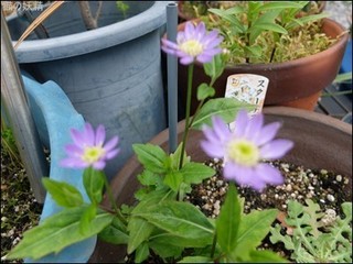 s-DSCF2414.jpg