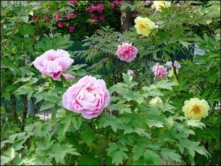 s-DSCF2416.jpg