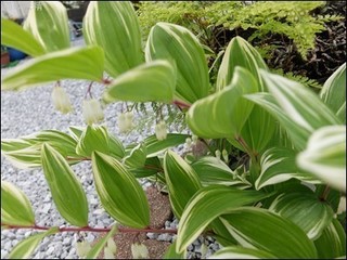 s-DSCF2418.jpg