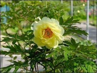 s-DSCF2420.jpg