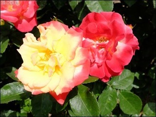 s-DSCF2541.jpg