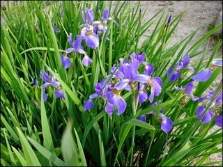 s-DSCF2668.jpg