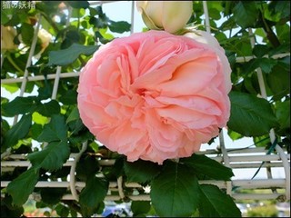 s-DSCF2920.jpg