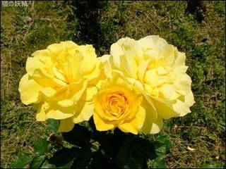 s-DSCF2978.jpg