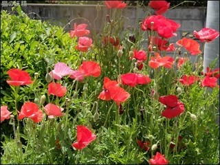 s-DSCF3074.jpg