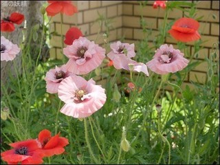 s-DSCF3075.jpg